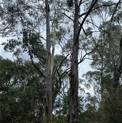 Eucalyptus sp. (A Gum Tree) at Jagumba, NSW - 23 Jan 2025 by RangerRiley