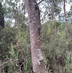 Eucalyptus sp. at Jagumba, NSW - 23 Jan 2025 05:38 PM