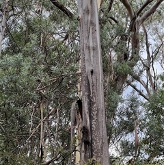 Eucalyptus sp. at Jagumba, NSW - 23 Jan 2025 05:38 PM