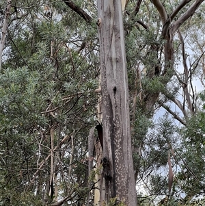 Eucalyptus sp. at Jagumba, NSW - 23 Jan 2025 05:38 PM