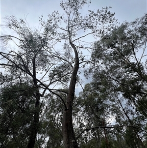 Eucalyptus sp. at Jagumba, NSW - 23 Jan 2025 05:38 PM