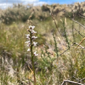 Paraprasophyllum alpestre at Jagungal Wilderness, NSW - suppressed