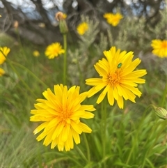 Microseris walteri (Yam Daisy, Murnong) at Jagungal Wilderness, NSW - 24 Jan 2025 by RangerRiley