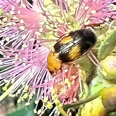 Phyllotocus bimaculatus (Nectar scarab) at Campbell, ACT - 21 Jan 2025 by Pirom