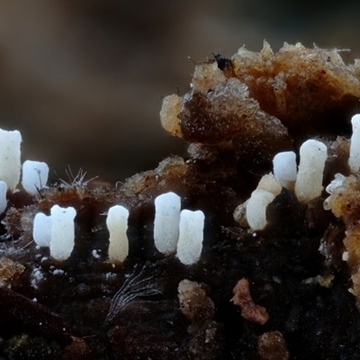 Unidentified Other fungi on wood at Bermagui, NSW - 20 Jan 2025 by Teresa