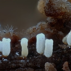 Henningsomyces candidus at Bermagui, NSW - 20 Jan 2025 04:08 PM