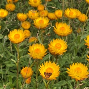 Xerochrysum subundulatum (Alpine Everlasting) at Jagungal Wilderness, NSW by RangerRiley