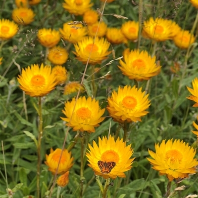 Xerochrysum subundulatum (Alpine Everlasting) at Jagungal Wilderness, NSW - 24 Jan 2025 by RangerRiley