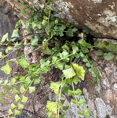 Asplenium flabellifolium (Necklace Fern) at Belconnen, ACT - 25 Jan 2025 by Jubeyjubes