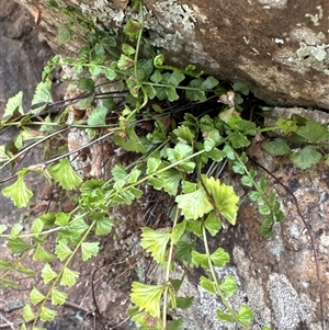 Asplenium flabellifolium (Necklace Fern) at Belconnen, ACT by Jubeyjubes