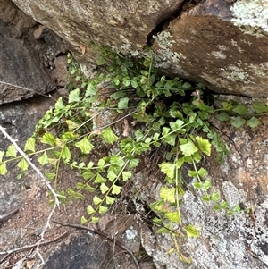 Asplenium flabellifolium at Belconnen, ACT - 25 Jan 2025 02:07 PM