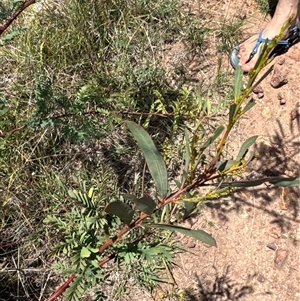 Acacia rubida (Red-stemmed Wattle, Red-leaved Wattle) at Belconnen, ACT by Jubeyjubes