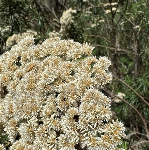 Cassinia longifolia (Shiny Cassinia, Cauliflower Bush) at Strathnairn, ACT by Jubeyjubes