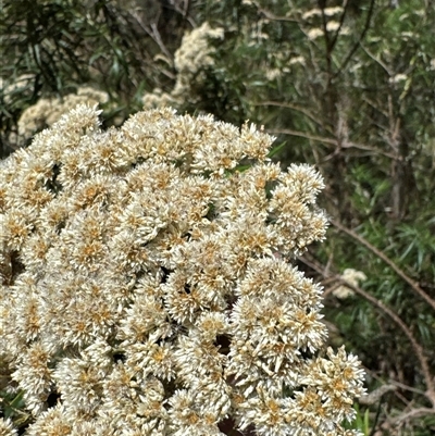 Cassinia longifolia (Shiny Cassinia, Cauliflower Bush) at Strathnairn, ACT - 25 Jan 2025 by Jubeyjubes