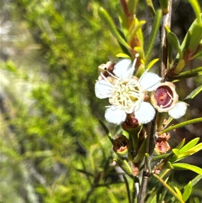 Leptospermum lanigerum at Strathnairn, ACT - 25 Jan 2025 by Jubeyjubes