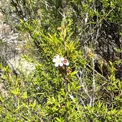 Kunzea ericoides at Strathnairn, ACT - 25 Jan 2025 01:04 PM