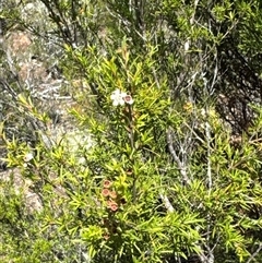 Kunzea ericoides at Strathnairn, ACT - 25 Jan 2025 01:04 PM