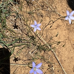 Wahlenbergia luteola at Strathnairn, ACT - 25 Jan 2025 12:46 PM