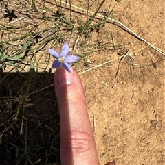 Wahlenbergia luteola at Strathnairn, ACT - 25 Jan 2025 12:46 PM