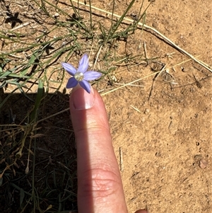 Wahlenbergia luteola at Strathnairn, ACT - 25 Jan 2025 12:46 PM