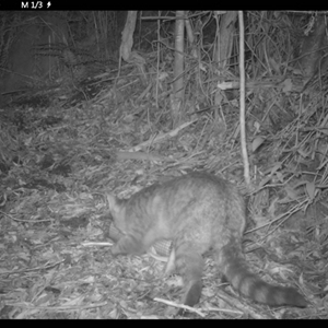 Felis catus at Colo Vale, NSW - 6 Jan 2025 03:12 AM