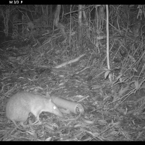 Perameles nasuta at Colo Vale, NSW - 9 Jan 2025 08:27 PM