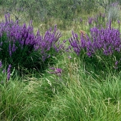 Lythrum salicaria (Purple Loosestrife) at Rendezvous Creek, ACT - 25 Jan 2025 by Philip