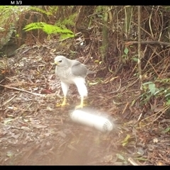 Tachyspiza novaehollandiae (Grey Goshawk) at Colo Vale, NSW - 19 Jan 2025 by nancyp