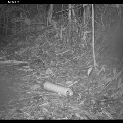 Rattus rattus (Black Rat) at Colo Vale, NSW - 19 Jan 2025 by nancyp