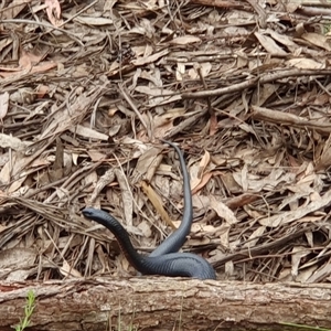 Pseudechis porphyriacus at Penrose, NSW by Aussiegall