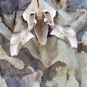 Coequosa australasiae (Double Headed Hawk Moth) at Termeil, NSW by DavidAllsop