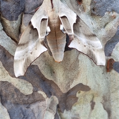 Coequosa australasiae (Double Headed Hawk Moth) at Termeil, NSW - 25 Jan 2025 by DavidAllsop