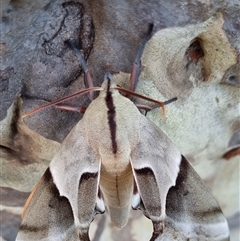 Coequosa australasiae at Termeil, NSW - 25 Jan 2025 01:58 PM