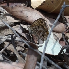 Geitoneura acantha (Ringed Xenica) at Monga, NSW - 22 Jan 2025 by MatthewFrawley