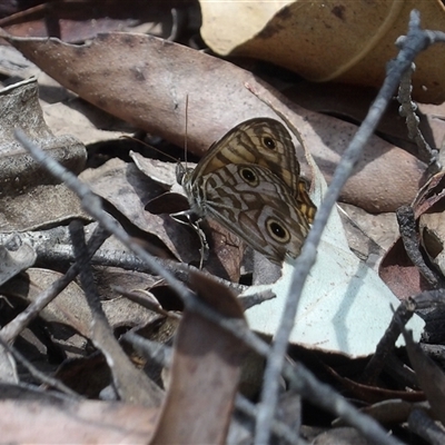 Geitoneura acantha (Ringed Xenica) at Monga, NSW - 22 Jan 2025 by MatthewFrawley