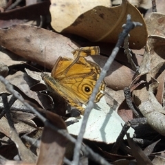 Geitoneura acantha at Monga, NSW - 22 Jan 2025 02:14 PM