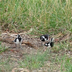 Grallina cyanoleuca (Magpie-lark) at Belconnen, ACT - 25 Jan 2025 by dgb900