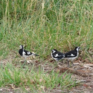 Grallina cyanoleuca at Belconnen, ACT - 25 Jan 2025 05:50 PM