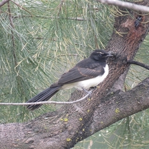 Rhipidura leucophrys (Willie Wagtail) at Belconnen, ACT by dgb900