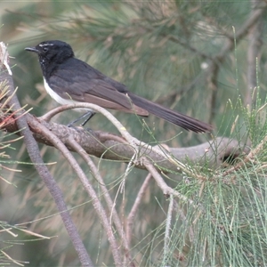 Rhipidura leucophrys at Belconnen, ACT - 25 Jan 2025 05:37 PM