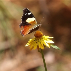 Vanessa itea (Yellow Admiral) at Monga, NSW - 22 Jan 2025 by MatthewFrawley