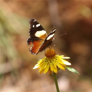 Vanessa itea at Monga, NSW - 22 Jan 2025 02:22 PM