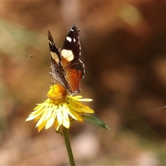 Vanessa itea at Monga, NSW - 22 Jan 2025 02:22 PM