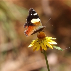 Vanessa itea at Monga, NSW - 22 Jan 2025 02:22 PM