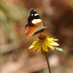 Vanessa itea at Monga, NSW - 22 Jan 2025 02:22 PM