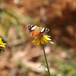 Vanessa itea at Monga, NSW - 22 Jan 2025 02:22 PM