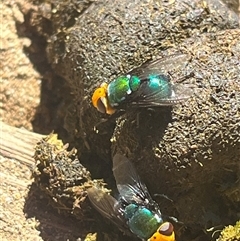 Amenia imperialis (Yellow-headed blowfly) at Goobarragandra, NSW - 18 Jan 2025 by Spar