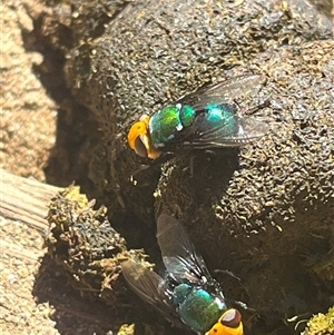 Amenia imperialis (Yellow-headed blowfly) at Goobarragandra, NSW by Spar