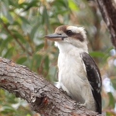 Dacelo novaeguineae (Laughing Kookaburra) at Ulladulla, NSW - 23 Jan 2025 by MatthewFrawley