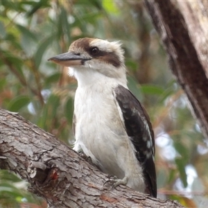 Dacelo novaeguineae at Ulladulla, NSW - 23 Jan 2025 02:29 PM